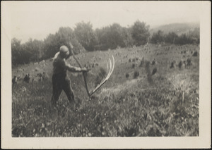 Cutting Hay and Grains by Hand