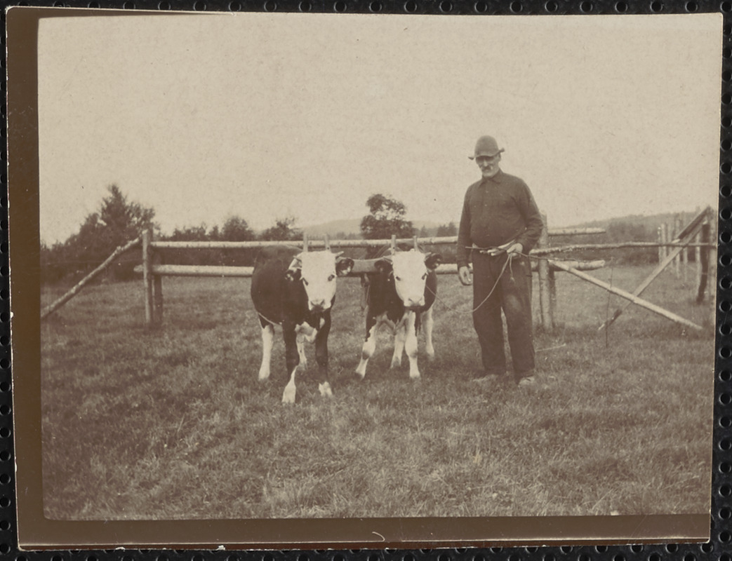 Man with 2 bulls