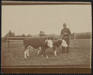 Man with 2 bulls