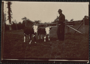 Man with 2 bulls