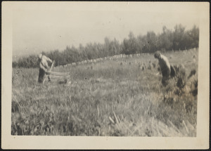 Cutting Hay and Grain by Hand