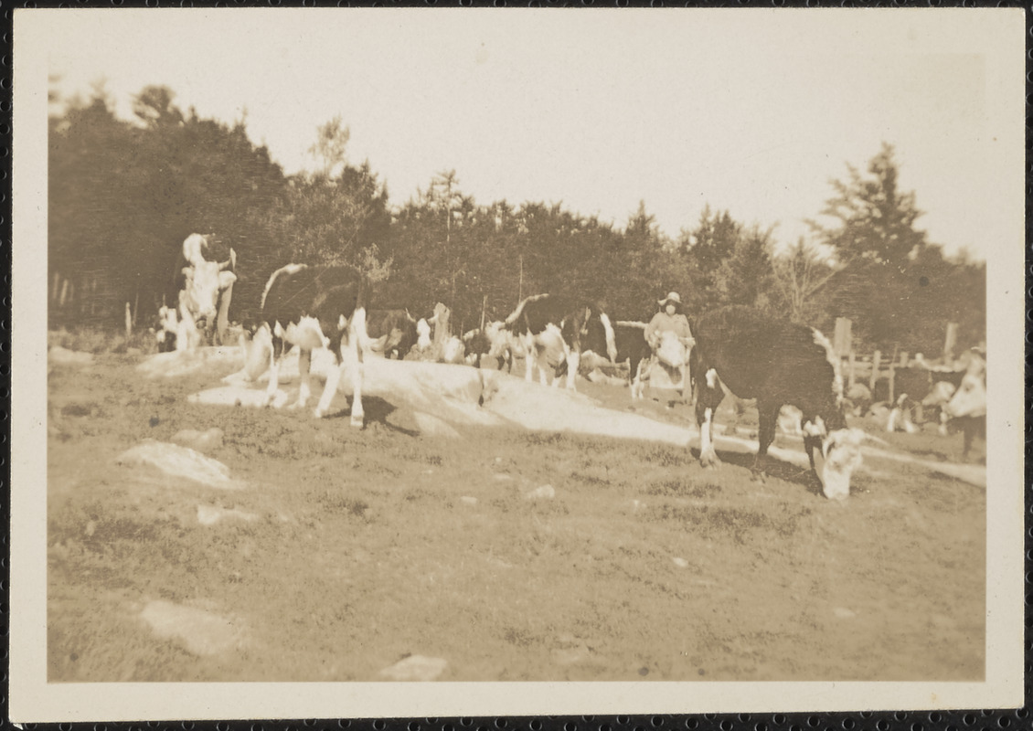 Cows grazing