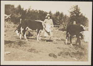 Woman and Bulls