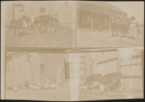 Livestock at Messenger Farm