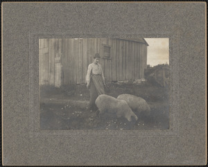 Ann Middlebrook with Sheep