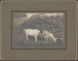 Goats on Messenger Farm