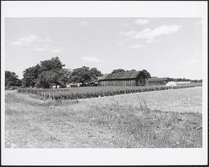 Tobacco barns & farm, West Street viewed northwest