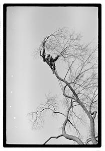 Tree maintenance, Boston Common