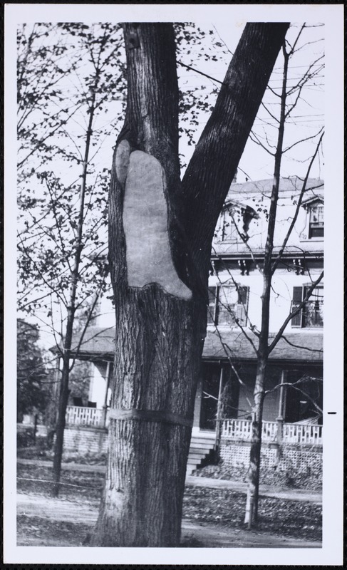 Villages of Newton, MA. Newton Centre. The "boot tree," Centre St, Newton Centre