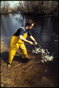 Stocking Pacific Coast "Coho" Salmon