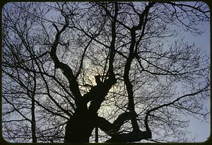 Leafless tree