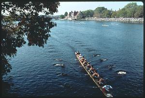 Boston, sculling on the Charles River, Head of the Charles Regatta