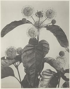 141. Cephalanthus occidentalis, buttonbush, honeyballs