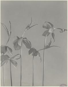 159. Pogonia verticillata, whorled pogonia