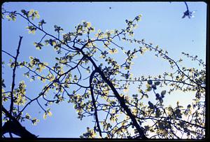 Flowering tree branch