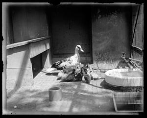 Duck and ducklings
