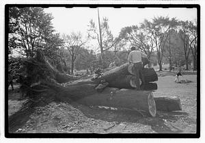 Tree removal