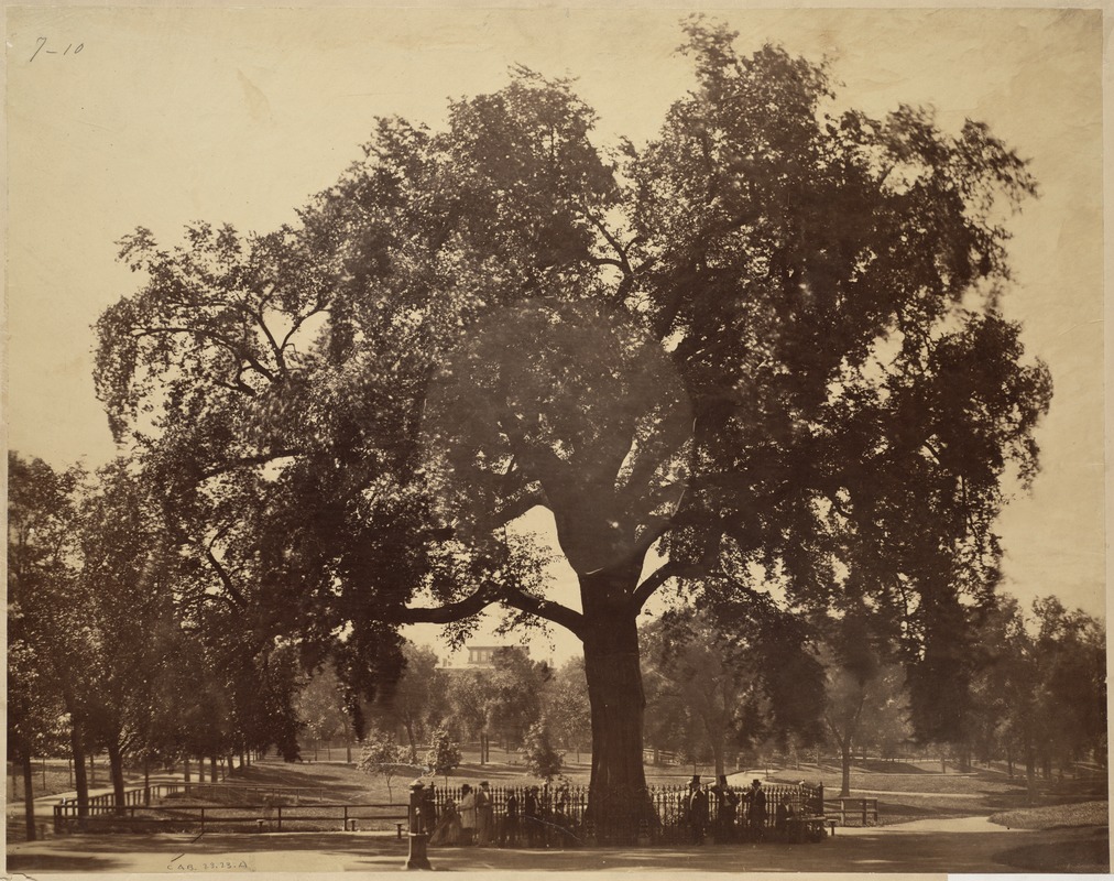 The old elm, Boston Common. Blown down, 1876 - Digital Commonwealth