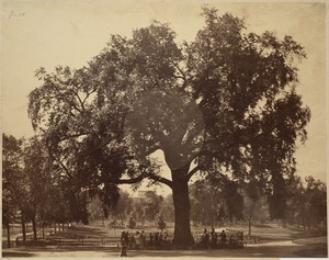 The old elm, Boston Common. Blown down, 1876