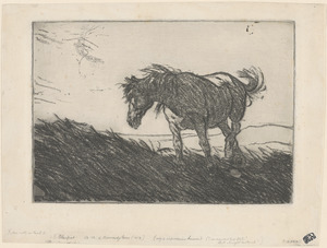 A Normandy horse