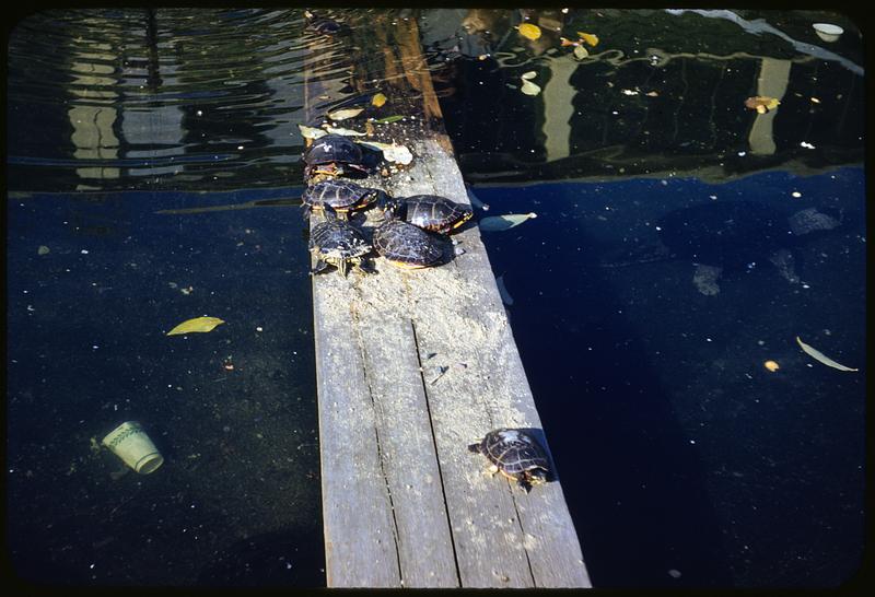 Turtles, Middlesex Zoo