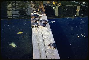 Turtles, Middlesex Zoo