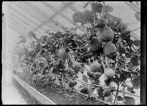Melons growing in greenhouse