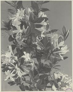 82. Rhododendron viscosum, swamp pink, swamp honeysuckle, white azalea