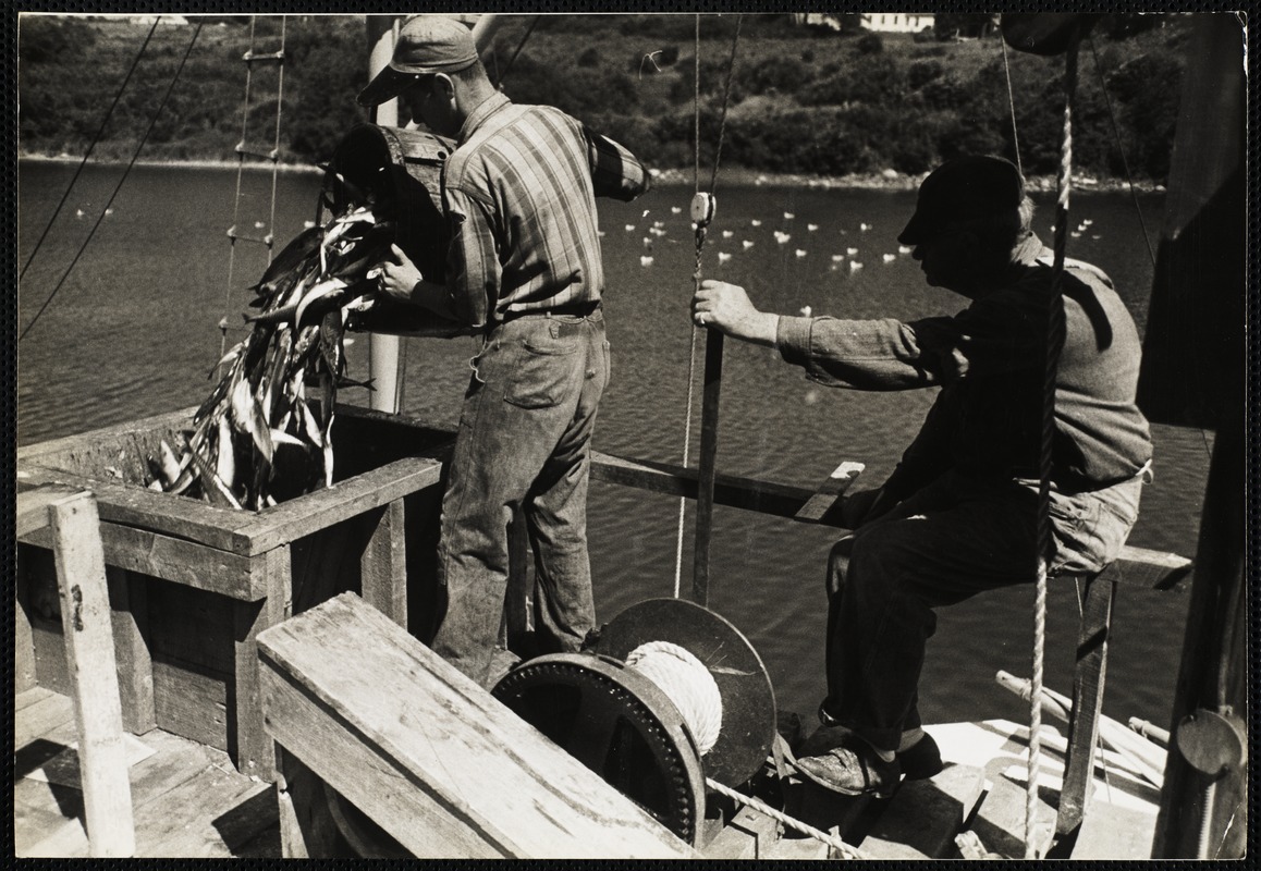 Mackerel catch