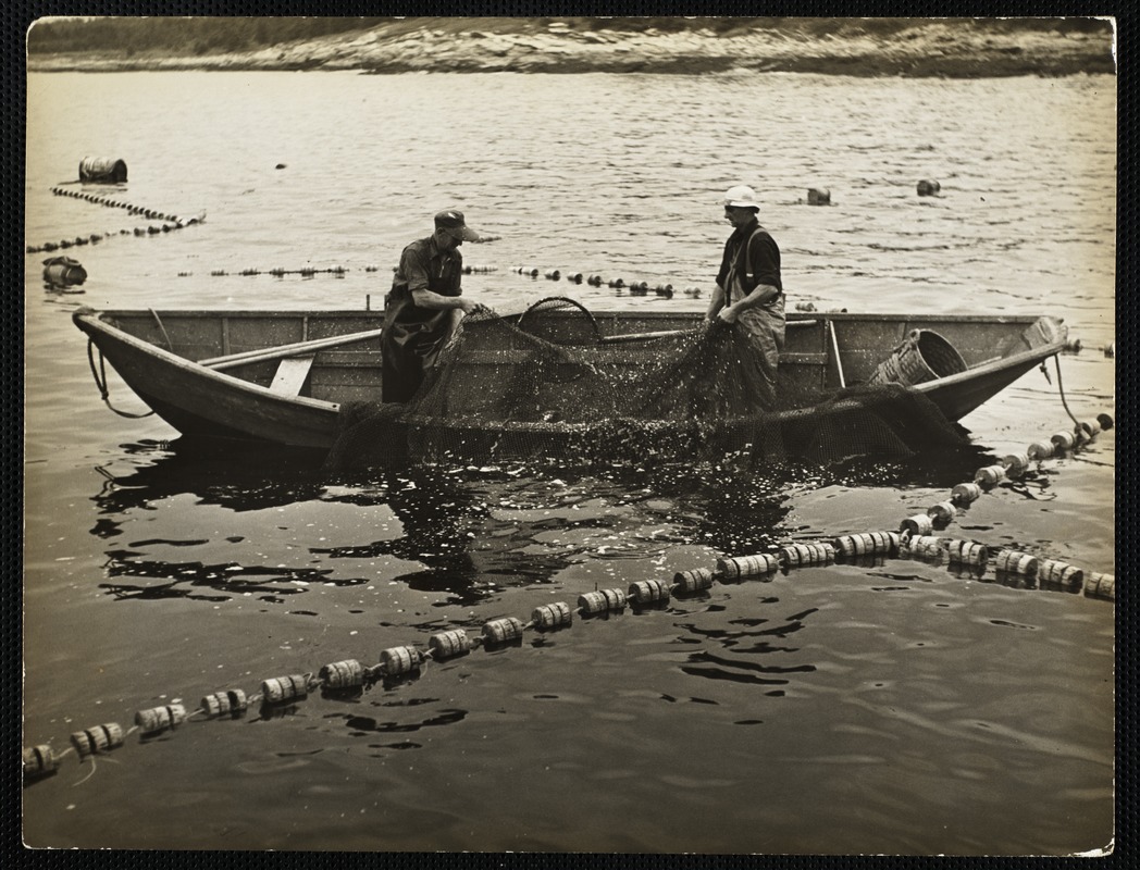 Christmas Cove, Maine sardine fishing bringing in the sardines