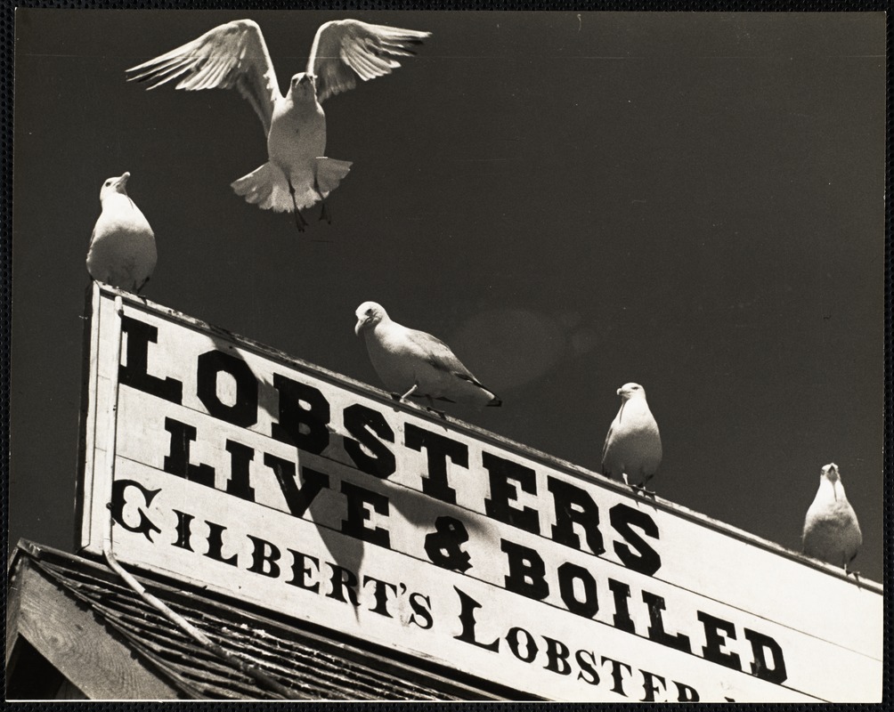 Maine lobstering