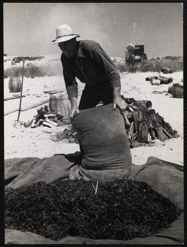 Nantucket clam bake Digital Commonwealth