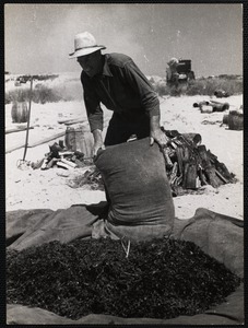 Nantucket clam bake