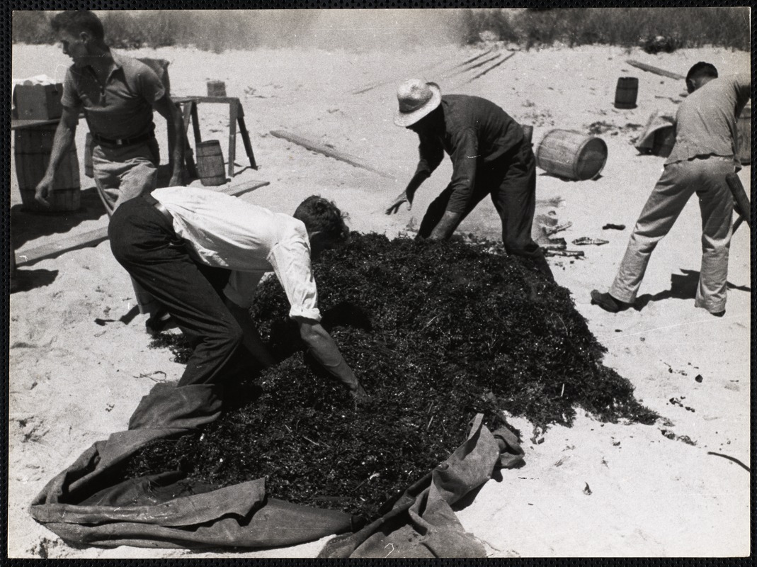 Nantucket clam bake Digital Commonwealth