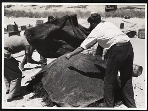 Siasconset clam bake. The old tarpaulin is the "oven door" over another layer of seaweed.