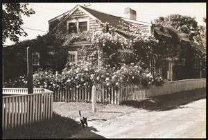 Rose covered cottage Siasconset, Nantucket Island