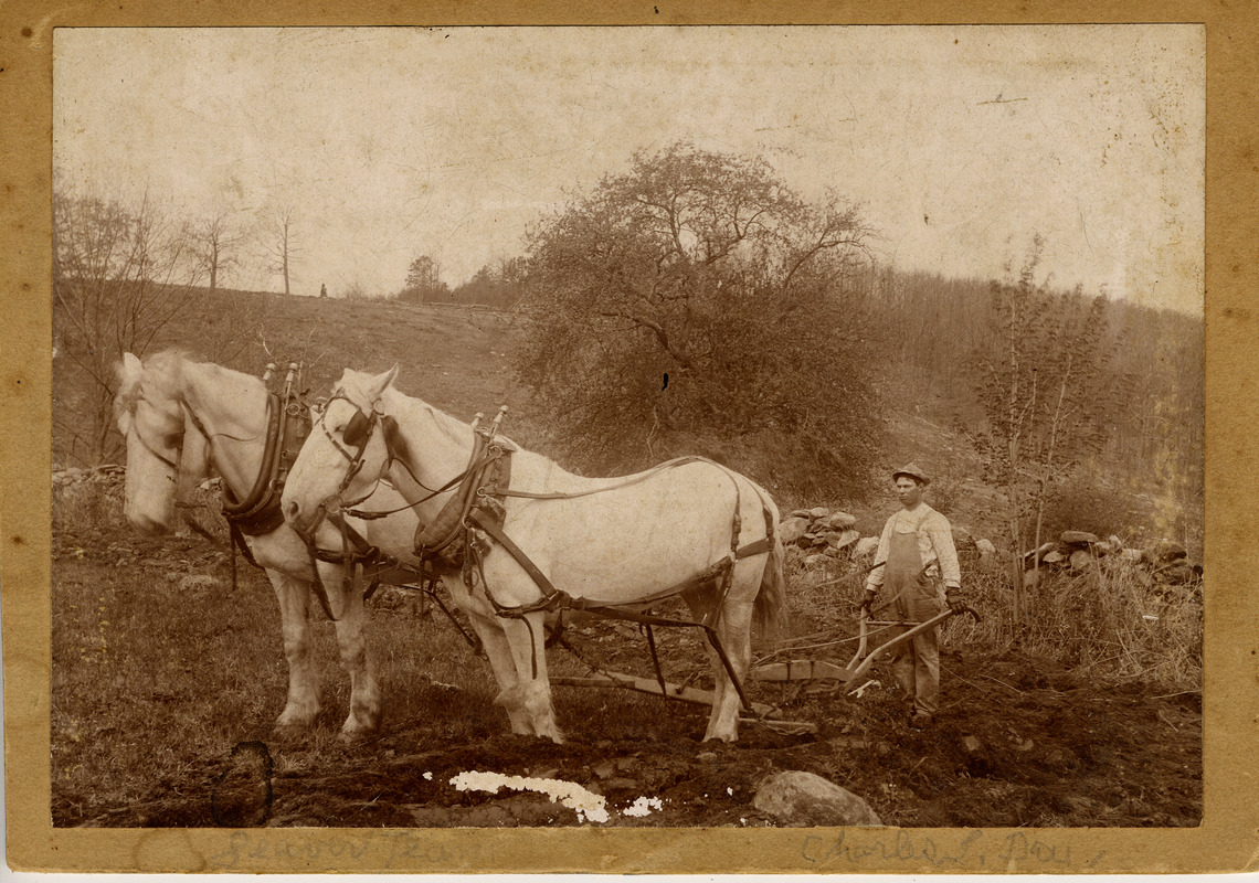 Charles Day plowing on the Seaver Farm