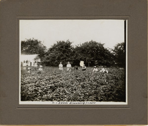 Henry Edson's strawberry pickers