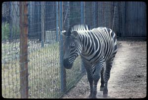 Zebra, Franklin Park