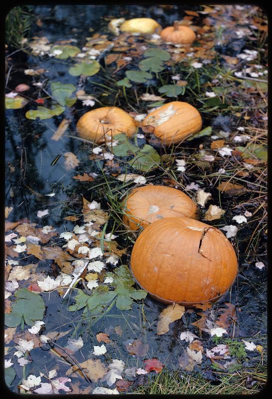 Floating pumpkins