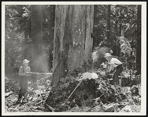 It Still Takes Two to fell a forest giant even though motor power has outmoded the crosscut saw called the "misery whip" by old-time loggers.