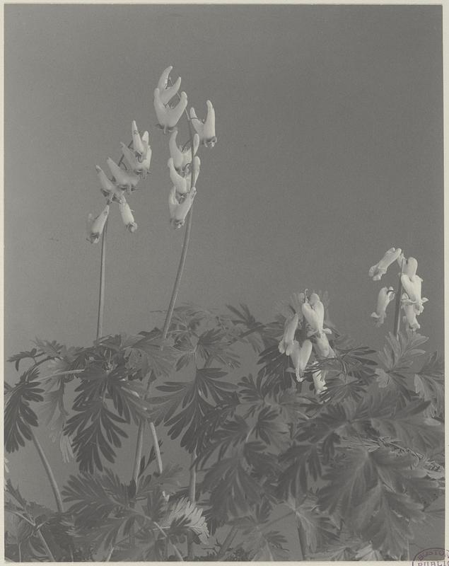 7. Dicentra cucullaria, and Dicentra canadensis, Dutchman's breeches, and squirrel corn