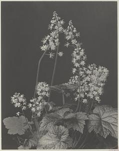 17. Tiarella cordifolia, false miterwort