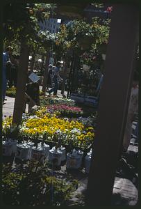 Flowers for sale outdoors