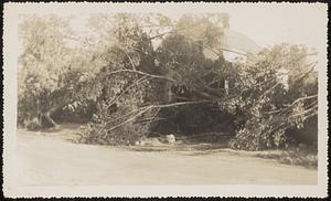 1938 Hurricane, Pond Street, showing downed trees