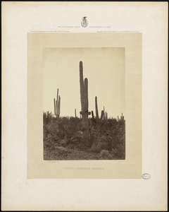 Cereus giganteus, Arizona