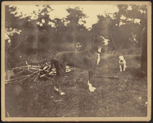 Great Dane and small white dog outdoors; pile of branches and trees in background