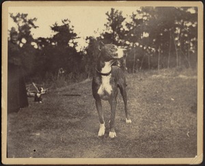 Great Dane standing on grass outdoors; woman with small black and white dog on far left