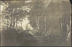 Wooded dirt road, possibly "Chiltendon" Road