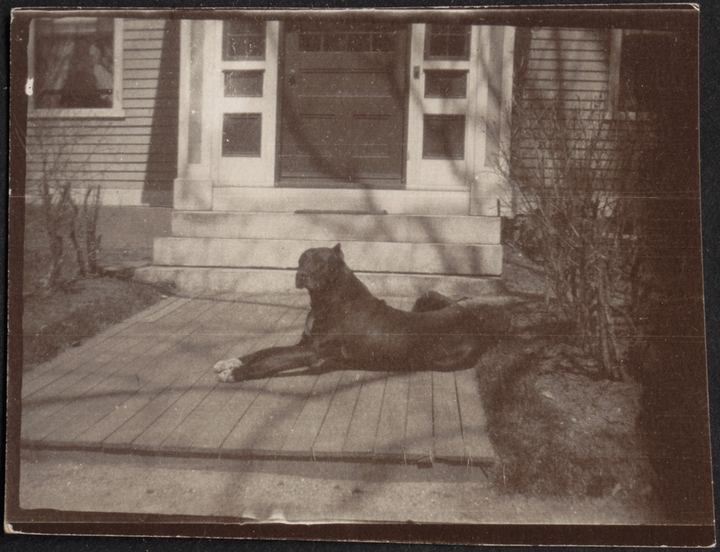 Black Great Dane on porch, possibly "Etzel"